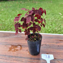 Load image into Gallery viewer, #78 Oxalis Hedysaroides - Fire Fern