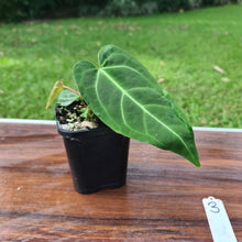 Load image into Gallery viewer, #3 Anthurium Magnificum Hybrid x