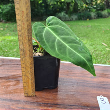 Load image into Gallery viewer, #3 Anthurium Magnificum Hybrid x