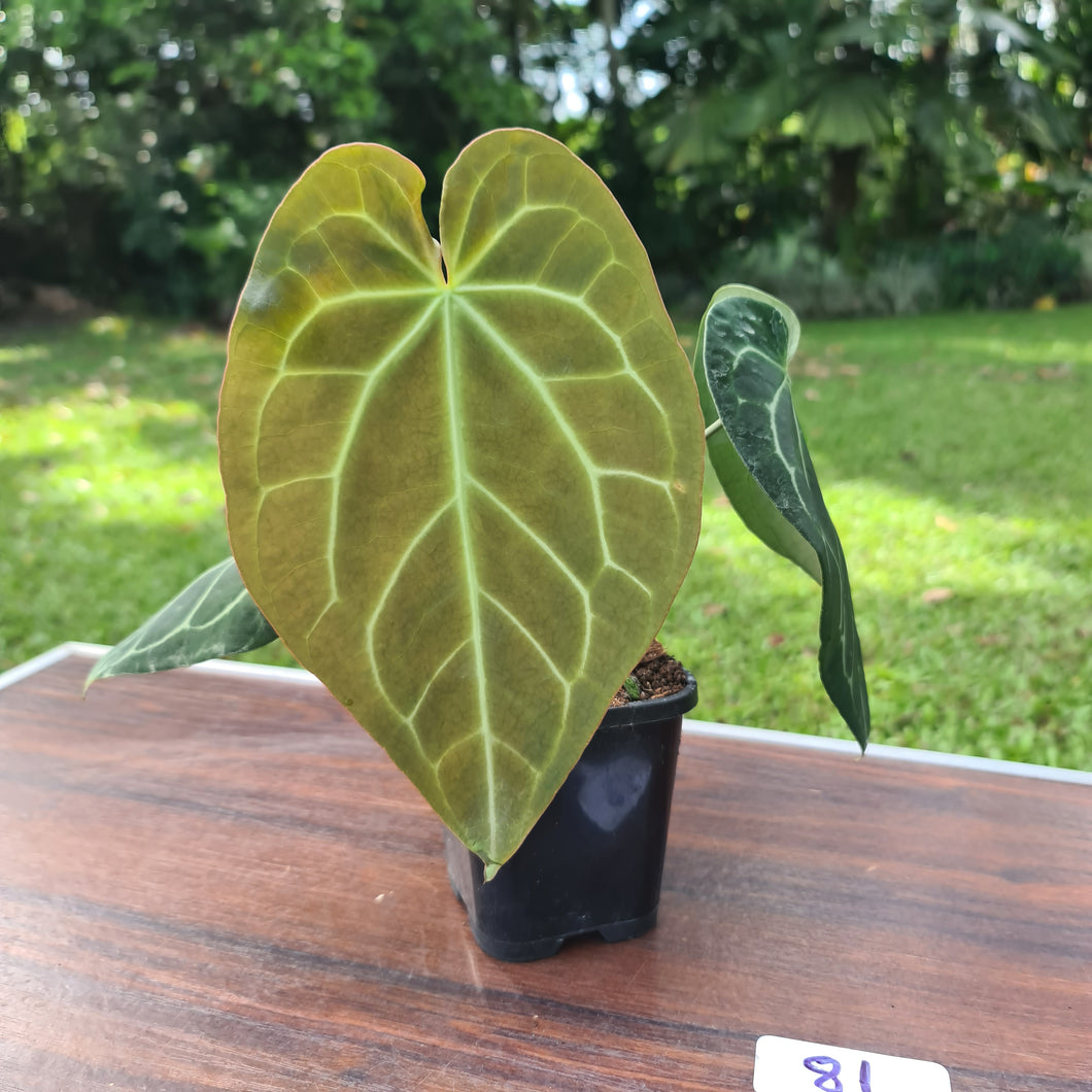 #81 Dark Anthurium Crystallinum x