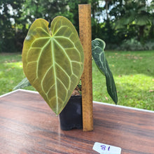 Load image into Gallery viewer, #81 Dark Anthurium Crystallinum x