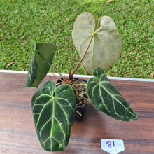 Load image into Gallery viewer, #81 Dark Anthurium Crystallinum x