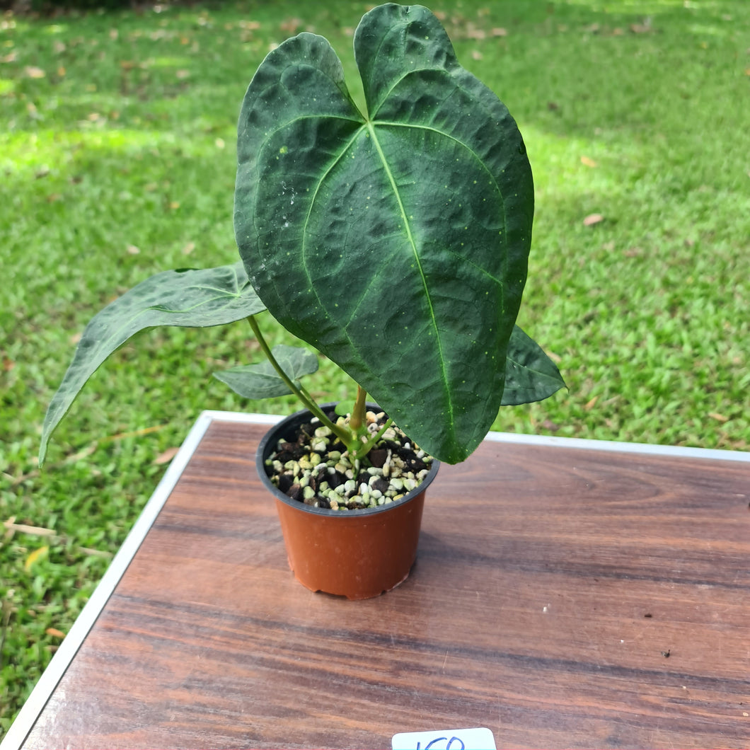#150 Anthurium 'Dark Night'