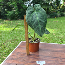 Load image into Gallery viewer, #150 Anthurium &#39;Dark Night&#39;