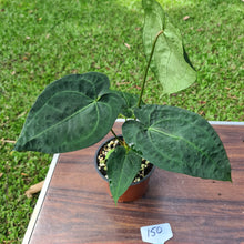 Load image into Gallery viewer, #150 Anthurium &#39;Dark Night&#39;