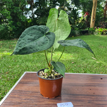 Load image into Gallery viewer, #150 Anthurium &#39;Dark Night&#39;