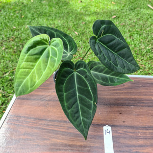 #14 Anthurium 'Black Sensation' x Crystallinum