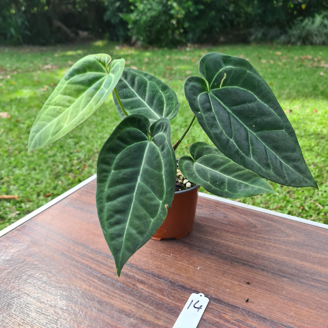 #14 Anthurium 'Black Sensation' x Crystallinum