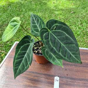 #14 Anthurium 'Black Sensation' x Crystallinum