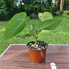 Load image into Gallery viewer, #14 Anthurium &#39;Black Sensation&#39; x Crystallinum