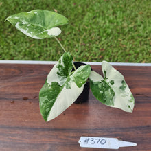 Load image into Gallery viewer, #370 Variegated Alocasia Macrorrhiza
