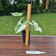 Load image into Gallery viewer, #370 Variegated Alocasia Macrorrhiza
