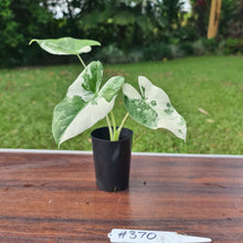 Load image into Gallery viewer, #370 Variegated Alocasia Macrorrhiza