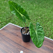 Load image into Gallery viewer, #27 Alocasia New Guinea Gold