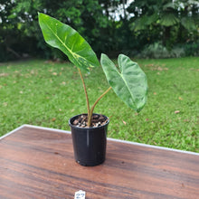 Load image into Gallery viewer, #27 Alocasia New Guinea Gold