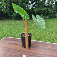Load image into Gallery viewer, #27 Alocasia New Guinea Gold