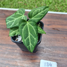 Load image into Gallery viewer, #134 Anthurium Magnificum Hybrid x