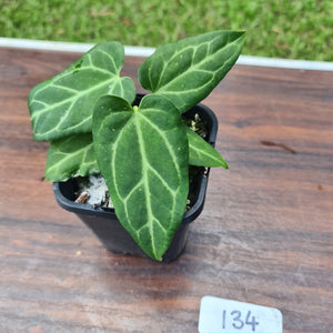 #134 Anthurium Magnificum Hybrid x