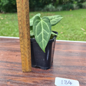 #134 Anthurium Magnificum Hybrid x