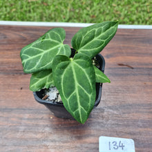Load image into Gallery viewer, #134 Anthurium Magnificum Hybrid x