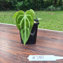 Load image into Gallery viewer, #380 Anthurium Magnificum Hybrid x