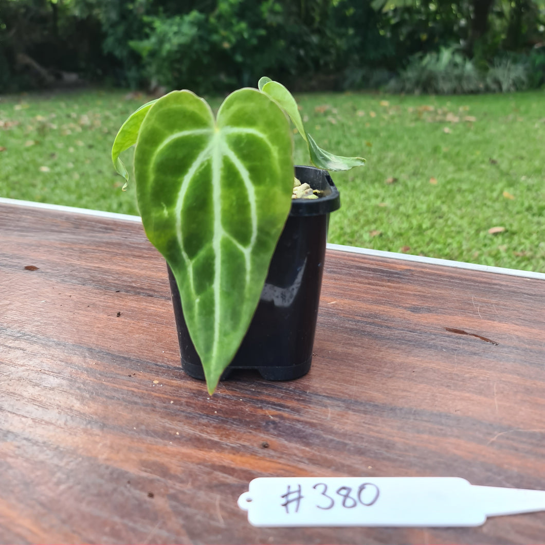 #380 Anthurium Magnificum Hybrid x
