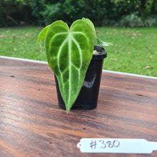Load image into Gallery viewer, #380 Anthurium Magnificum Hybrid x