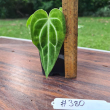 Load image into Gallery viewer, #380 Anthurium Magnificum Hybrid x