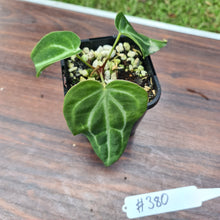 Load image into Gallery viewer, #380 Anthurium Magnificum Hybrid x