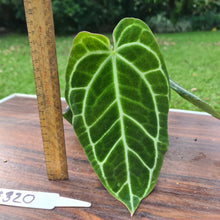 Load image into Gallery viewer, #320 Dark Anthurium Crystallinum x