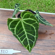 Load image into Gallery viewer, #320 Dark Anthurium Crystallinum x