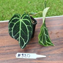 Load image into Gallery viewer, #320 Dark Anthurium Crystallinum x