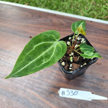 Load image into Gallery viewer, #330 Anthurium Magnificum Hybrid x