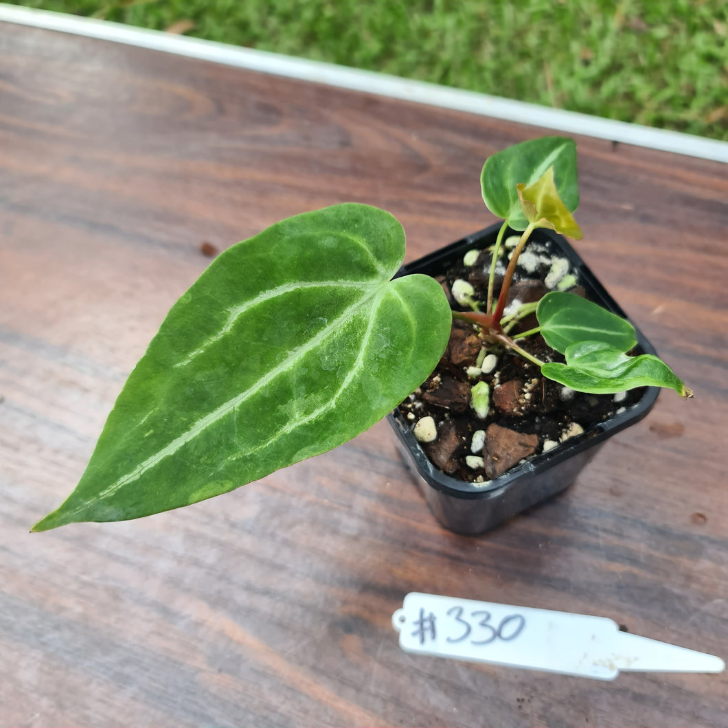 #330 Anthurium Magnificum Hybrid x