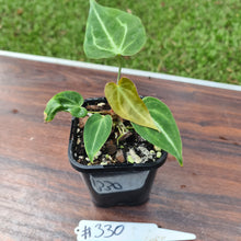 Load image into Gallery viewer, #330 Anthurium Magnificum Hybrid x