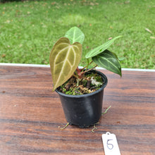 Load image into Gallery viewer, #5 Anthurium Magnificum Hybrid x - 2 in pot