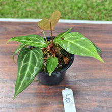 Load image into Gallery viewer, #5 Anthurium Magnificum Hybrid x - 2 in pot