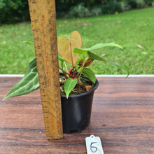 Load image into Gallery viewer, #5 Anthurium Magnificum Hybrid x - 2 in pot