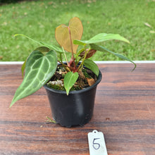 Load image into Gallery viewer, #5 Anthurium Magnificum Hybrid x - 2 in pot