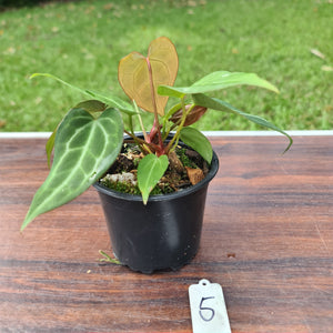 #5 Anthurium Magnificum Hybrid x - 2 in pot