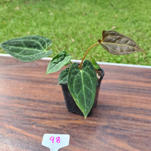 Load image into Gallery viewer, #98 Anthurium Papillilaminum Hybrid Seedling - 2 x plants in pot