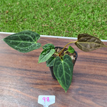 Load image into Gallery viewer, #98 Anthurium Papillilaminum Hybrid Seedling - 2 x plants in pot