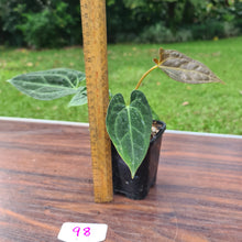 Load image into Gallery viewer, #98 Anthurium Papillilaminum Hybrid Seedling - 2 x plants in pot