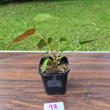 Load image into Gallery viewer, #98 Anthurium Papillilaminum Hybrid Seedling - 2 x plants in pot