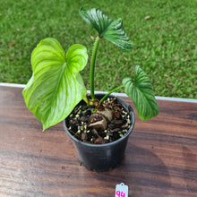 Load image into Gallery viewer, #94 Philodendron Silver Cloud - Well rooted/shot cutting