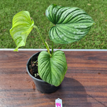 Load image into Gallery viewer, #94 Philodendron Silver Cloud - Well rooted/shot cutting