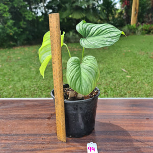 #94 Philodendron Silver Cloud - Well rooted/shot cutting