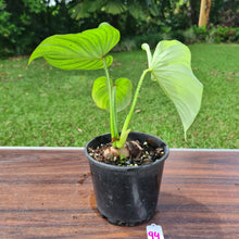 Load image into Gallery viewer, #94 Philodendron Silver Cloud - Well rooted/shot cutting