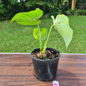 #94 Philodendron Silver Cloud - Well rooted/shot cutting