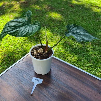 #136 Philodendron Mamei